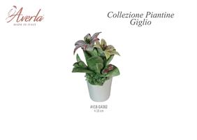 Vasetto Grande Con Giglio H.19 Cm In Porcellana Di Capodimonte Completo Di Scatola Trofeo
