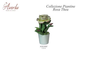 Vasetto Grande Con Rosa Thea H.19 Cm In Porcellana Di Capodimonte Completo Di Scatola Trofeo
